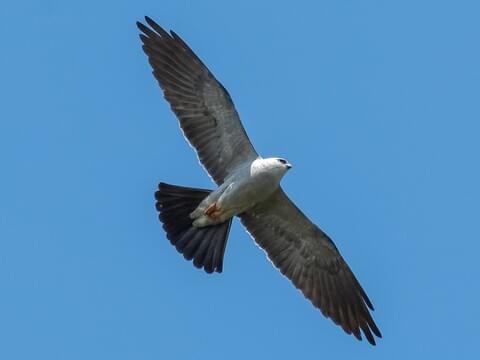 a pearly grey bird with slightly darker grey wings in flight. it has a triangular tail.
